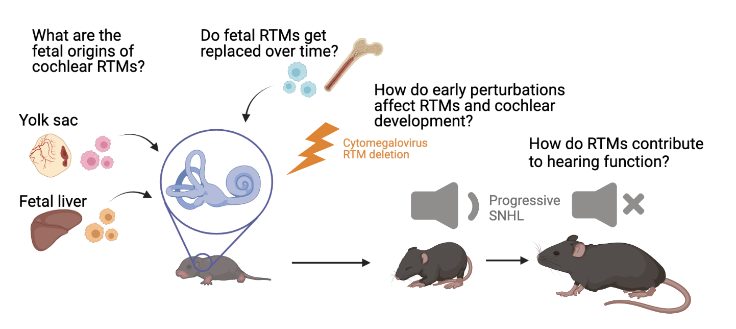 DECIPHERING THE DEVELOPING IMMUNE RESPONSE TO CONGENITAL CMV INFECTION
