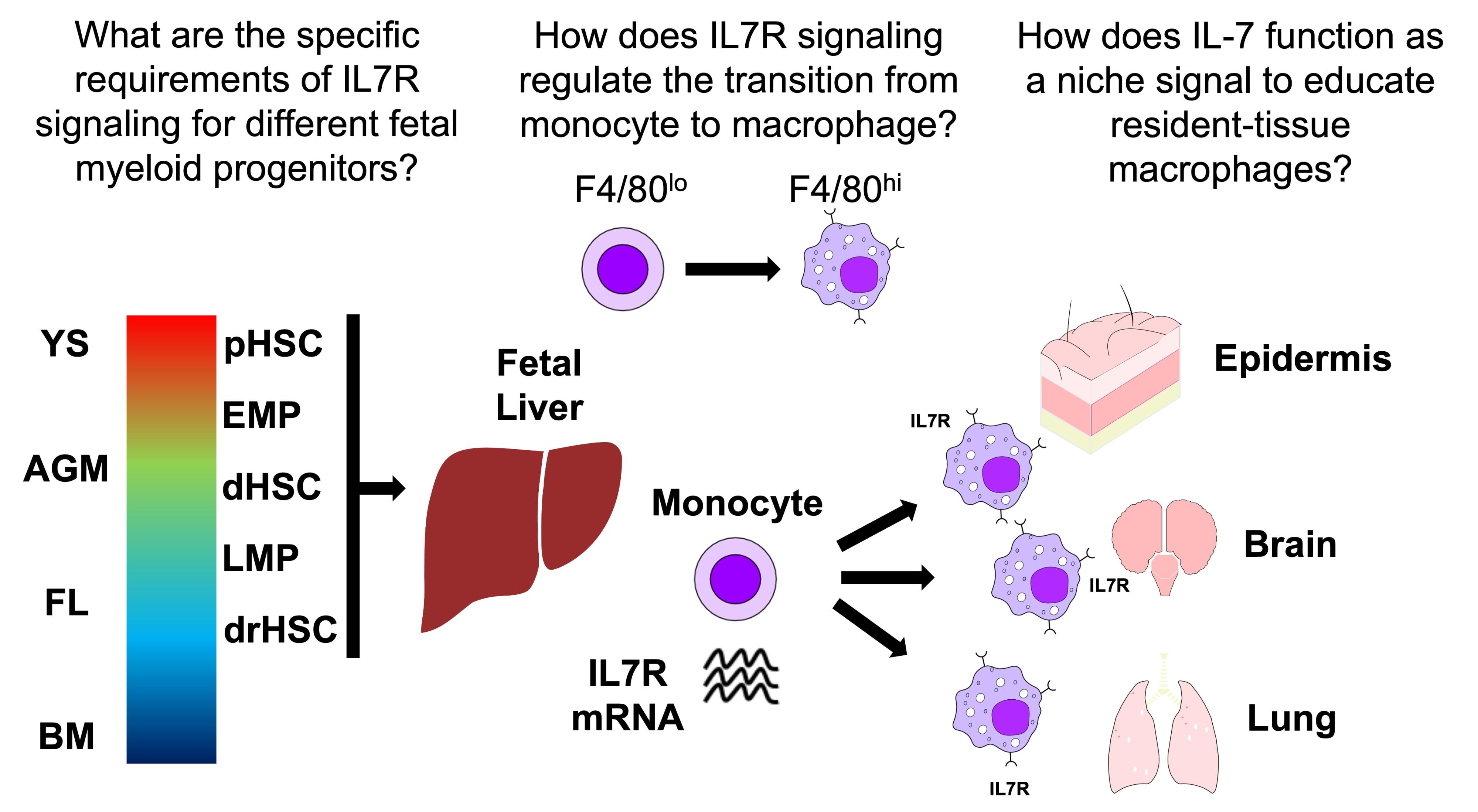 Regulation of tissue resident macrophage development by IL-7R signaling