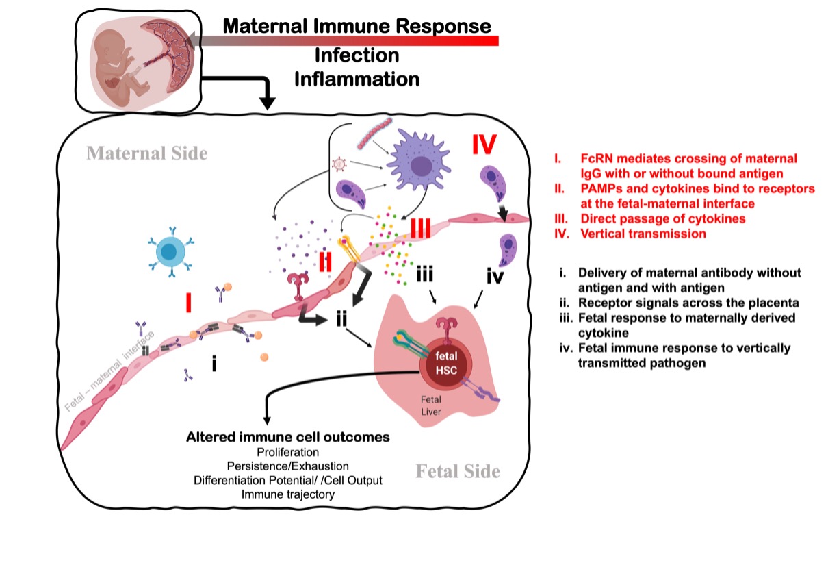 Translation of maternal inflammation by the fetal immune system: how does the fetus “see” and “translate” prenatal inflammation.