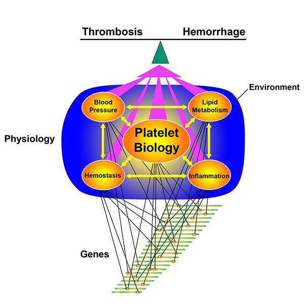 diagram of platelet biology on a blue background.