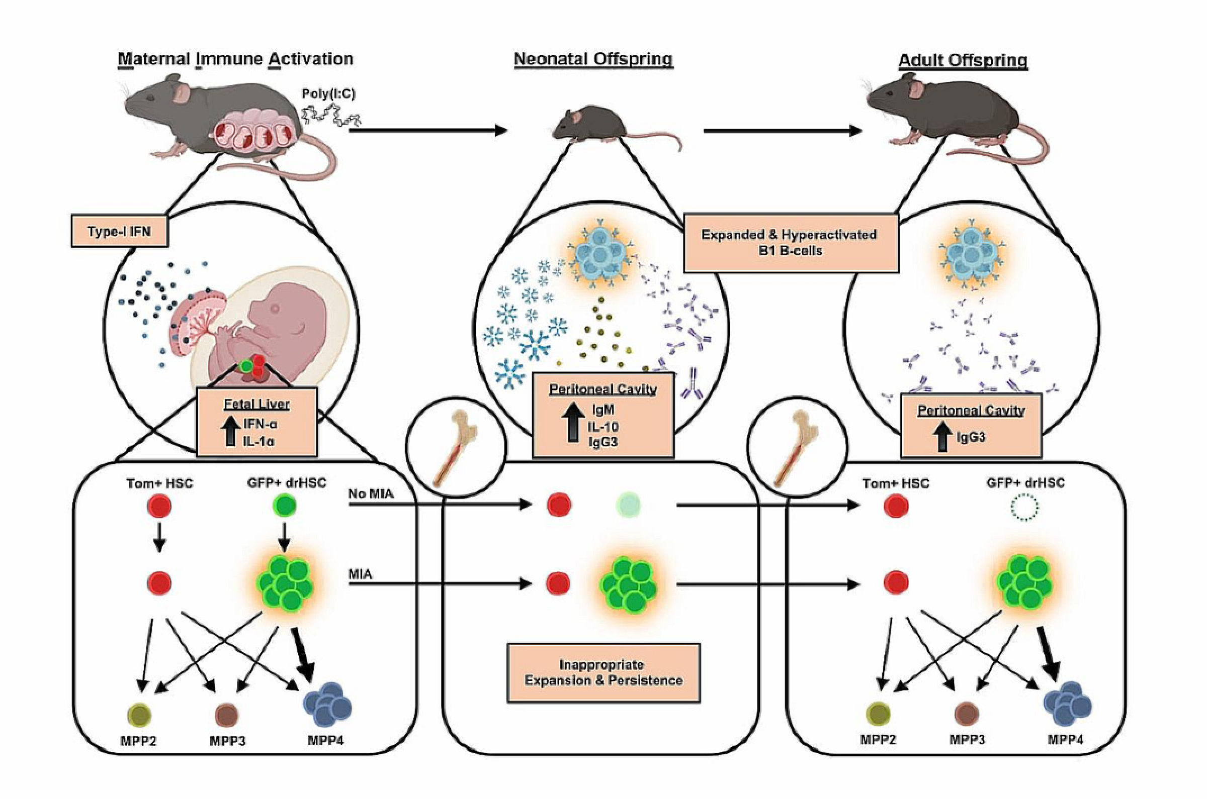 Prenatal inflammation as a driver of chronic disease