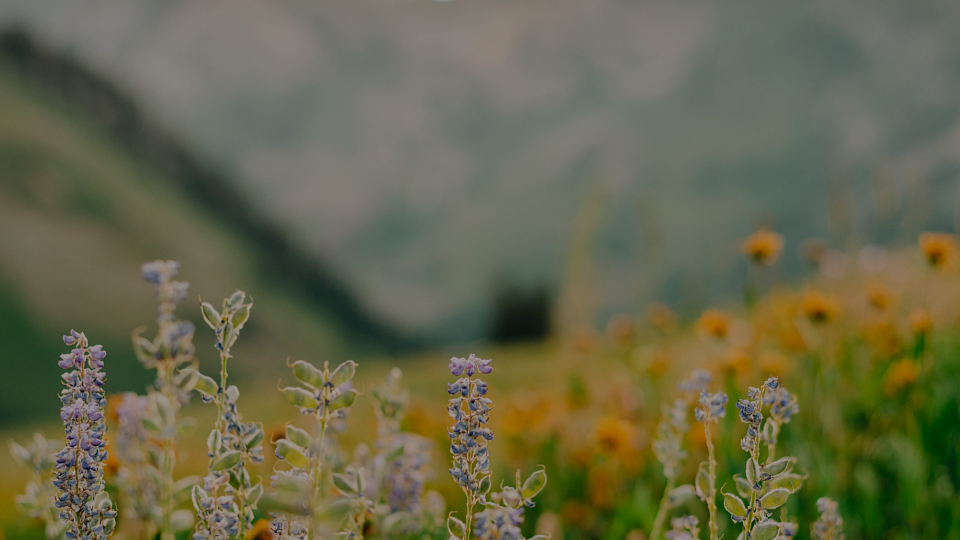 flower field External link: (https://uofuhealth.utah.edu/newsroom/news/2025/03/research-finds-potential-molecular-mimics-behind-covid-induced-autoimmune)