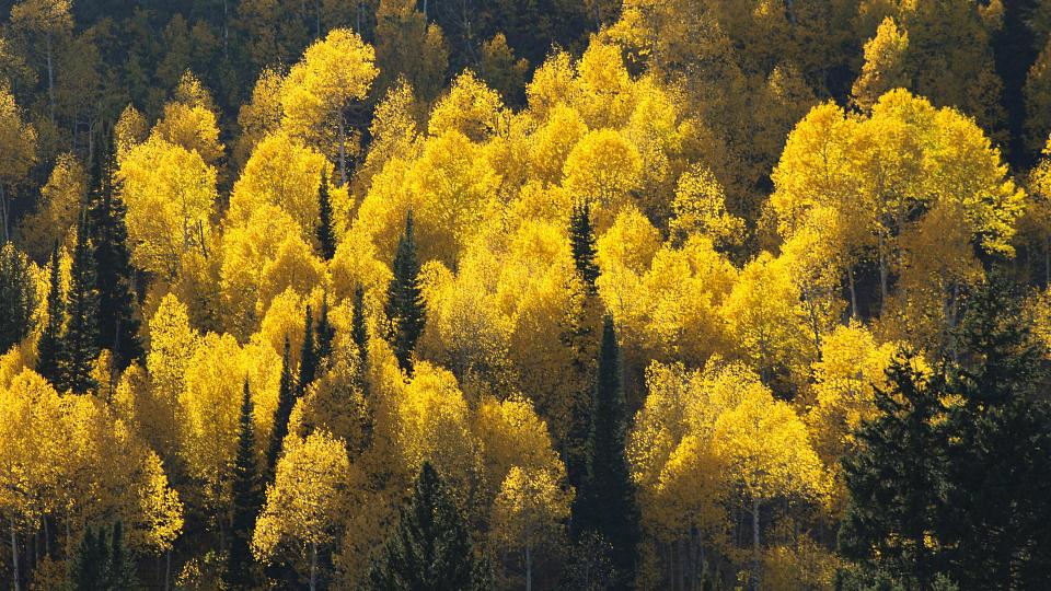 trees