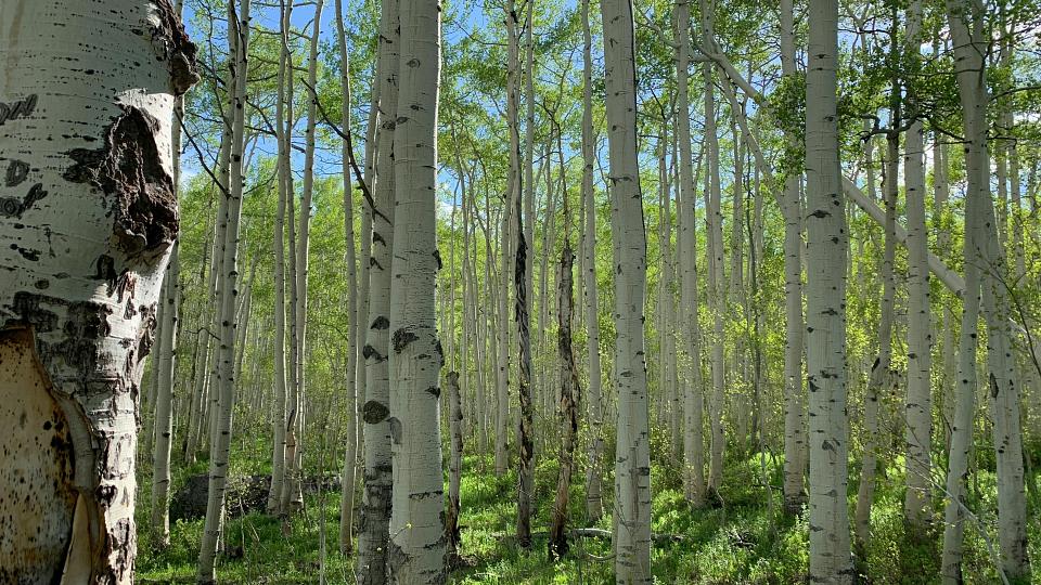 trees