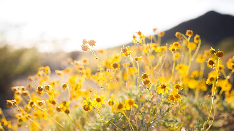 wildflowers