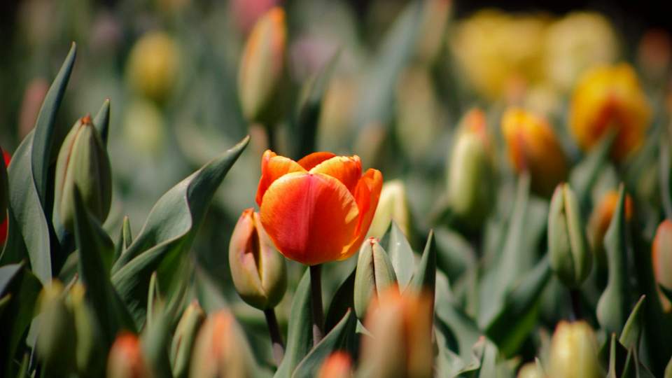 tulip