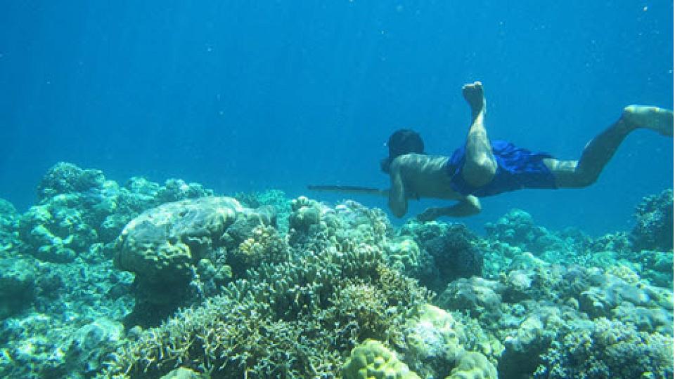  External link: (http://www.sciencemag.org/news/2018/04/indonesian-divers-have-evolved-bigger-spleens-hunt-underwater)